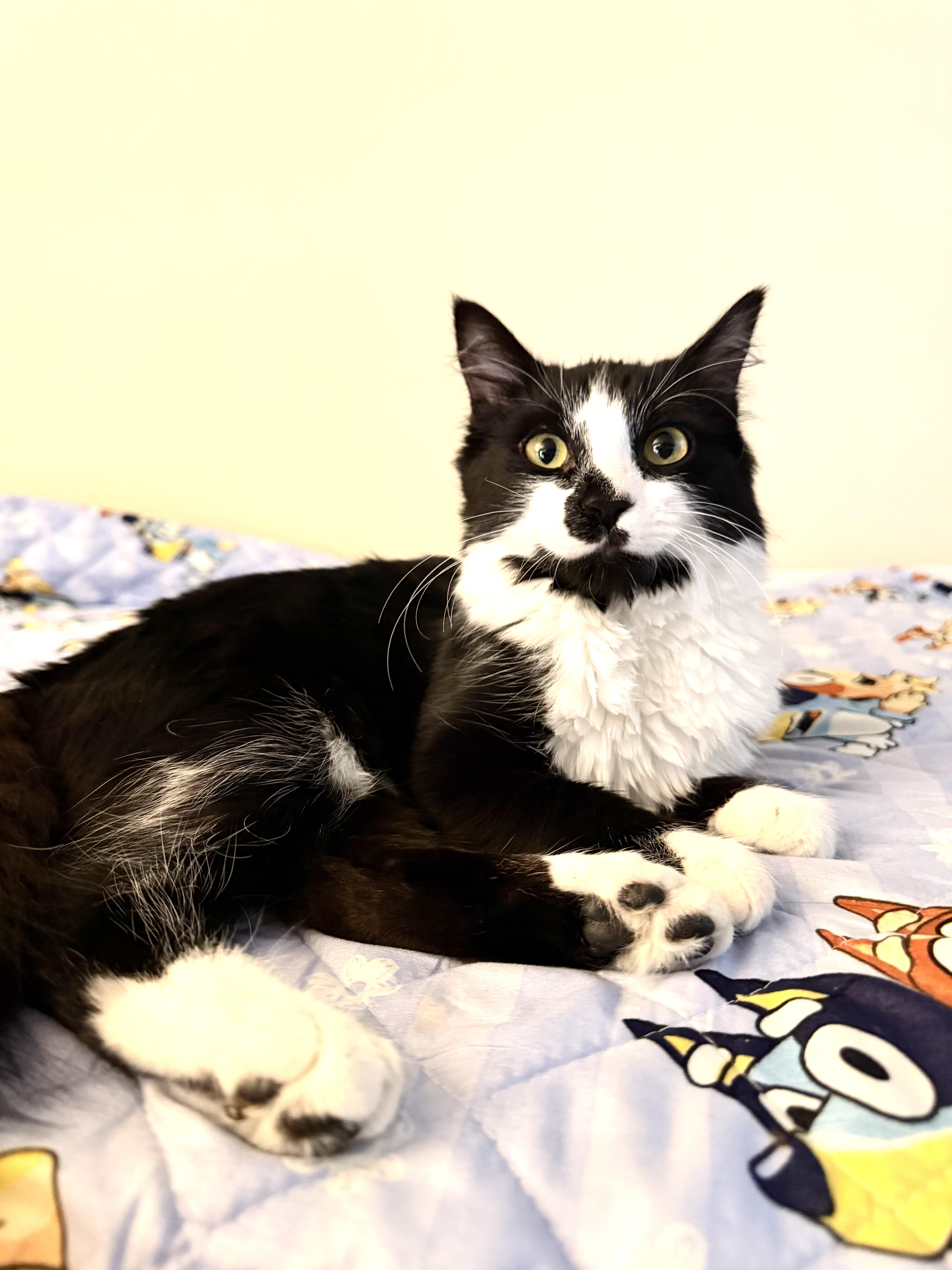 Enlarge Rosie, a ADOPTABLE Domestic Medium Hair in Rio Linda, CA image 3/4