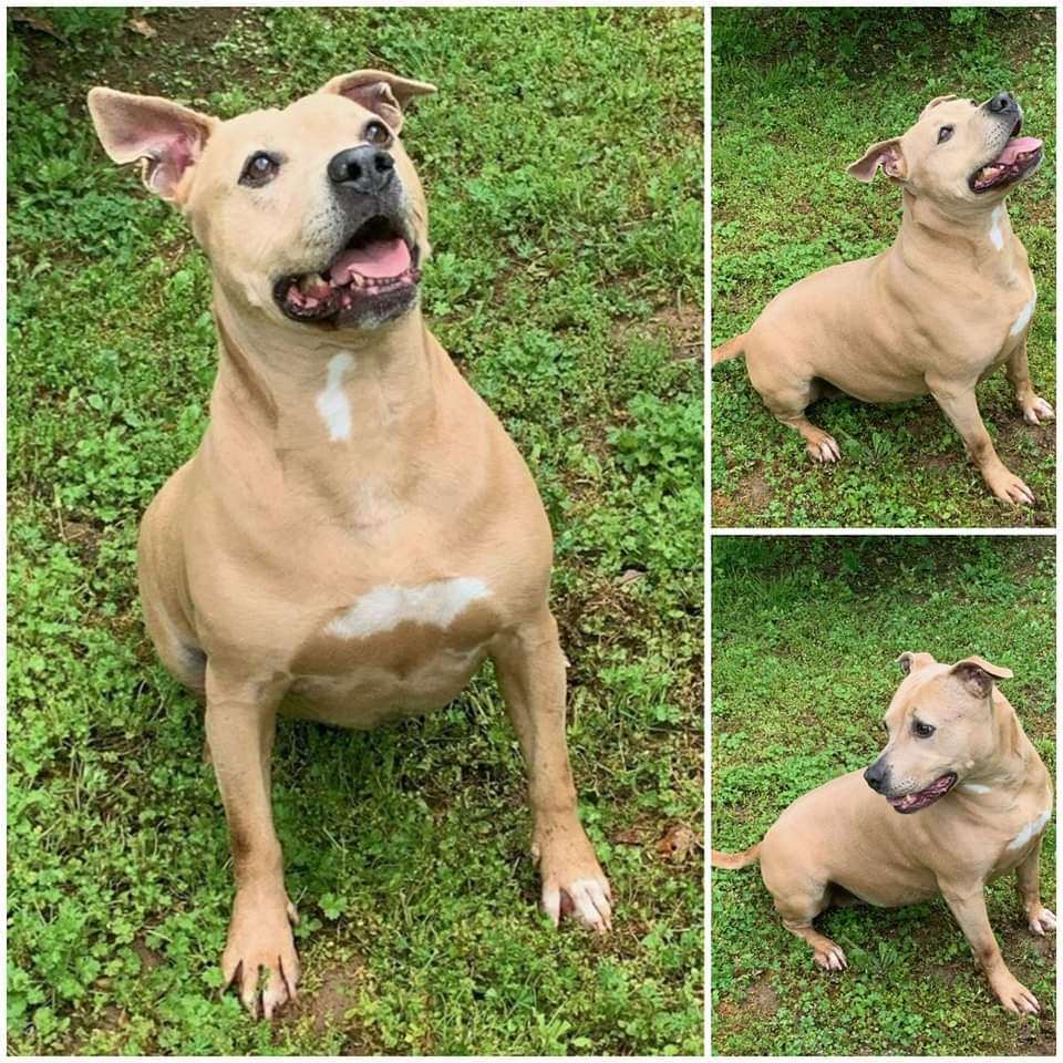 Enlarge Willow, a Adoptable mixed breed in Jasper, GA image 1/2