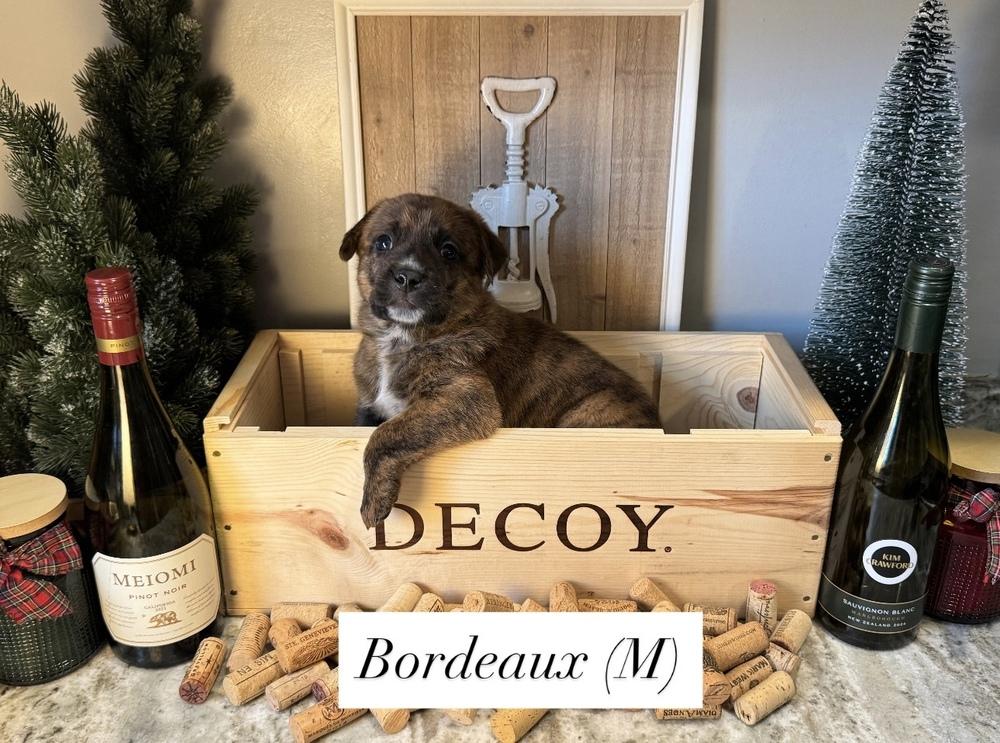 Bordeaux thumbnail 3