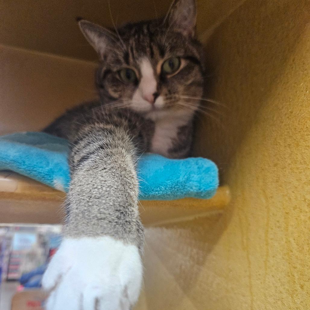 Marvin, Adoptable, Adult Male Domestic Short Hair.