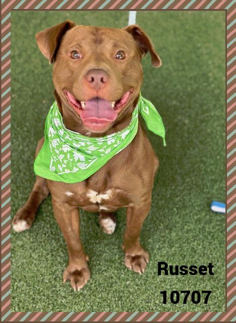 RUSSET