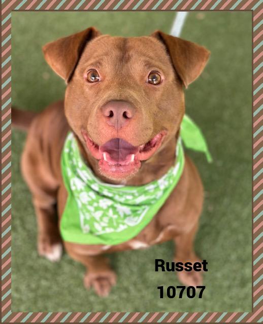 RUSSET