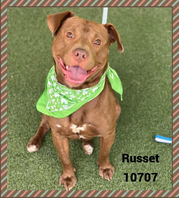 RUSSET