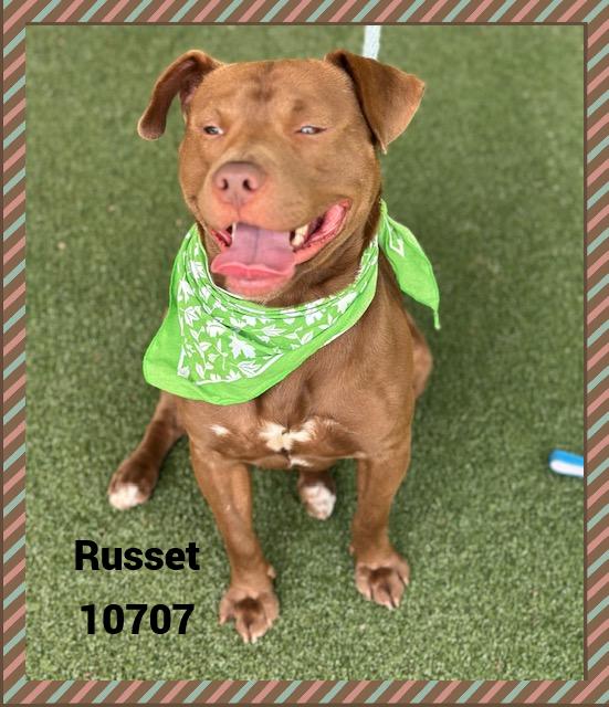 RUSSET