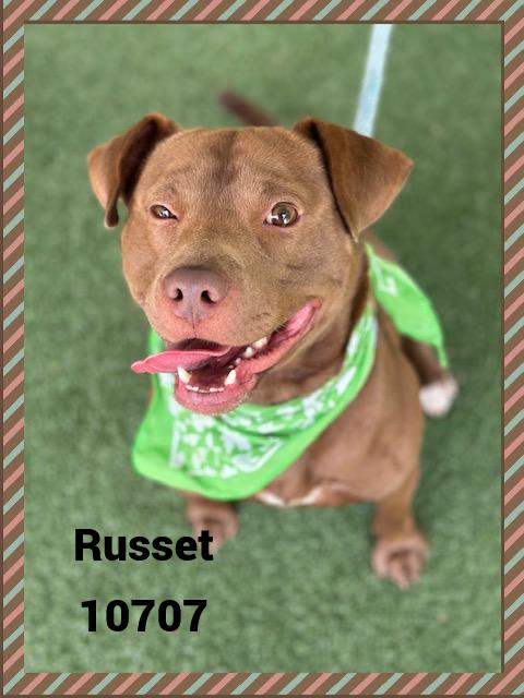 RUSSET