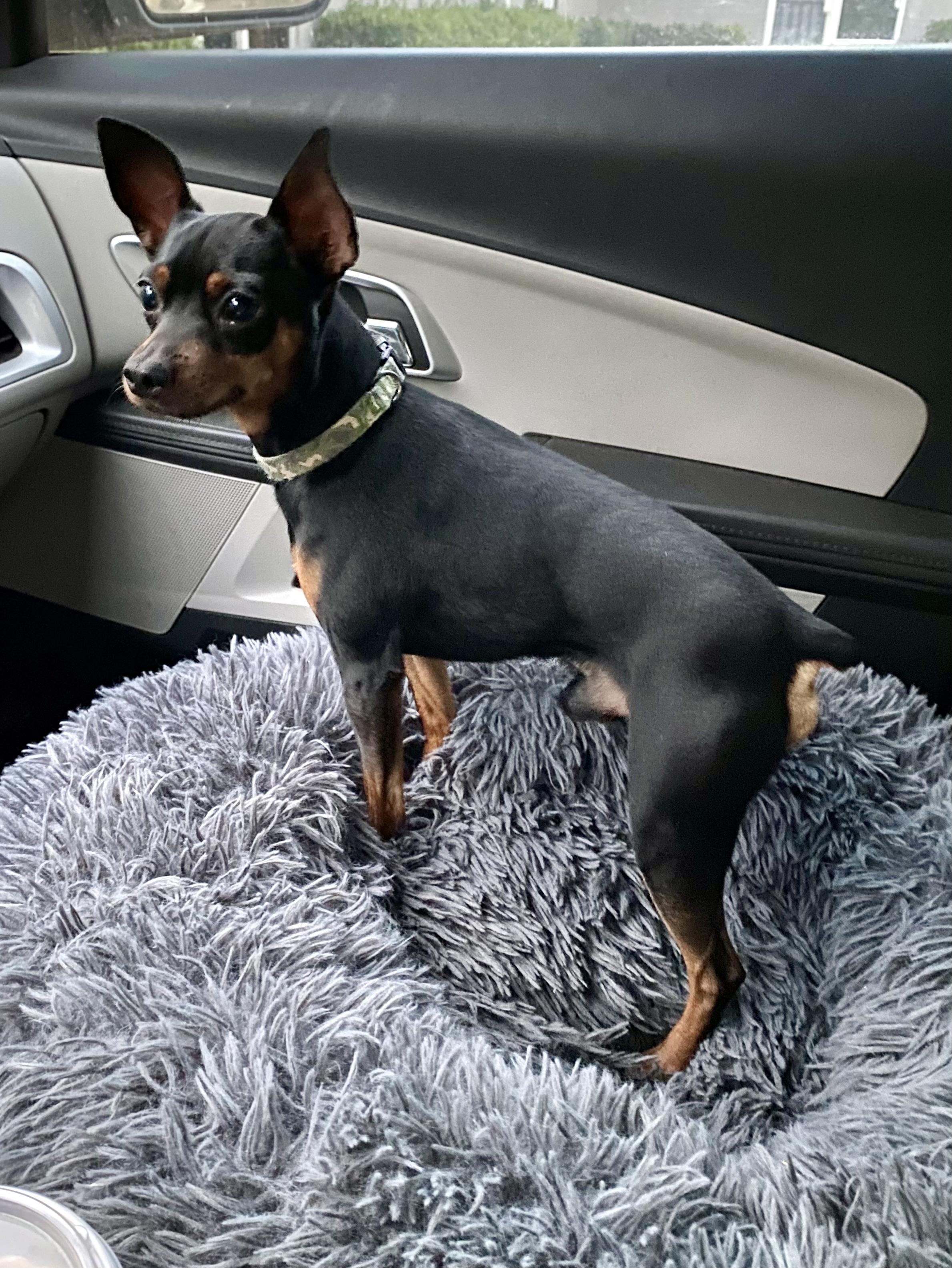 Thor - ADOPTED!, a Adoptable Miniature Pinscher in Houston, TX image 3/6
