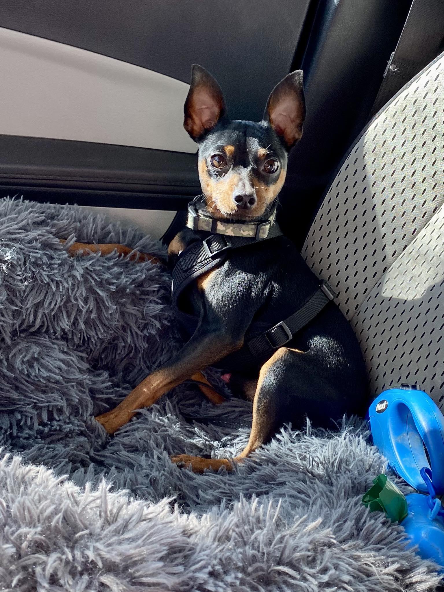 Thor - ADOPTED!, Adoptable, Adult Male Miniature Pinscher.