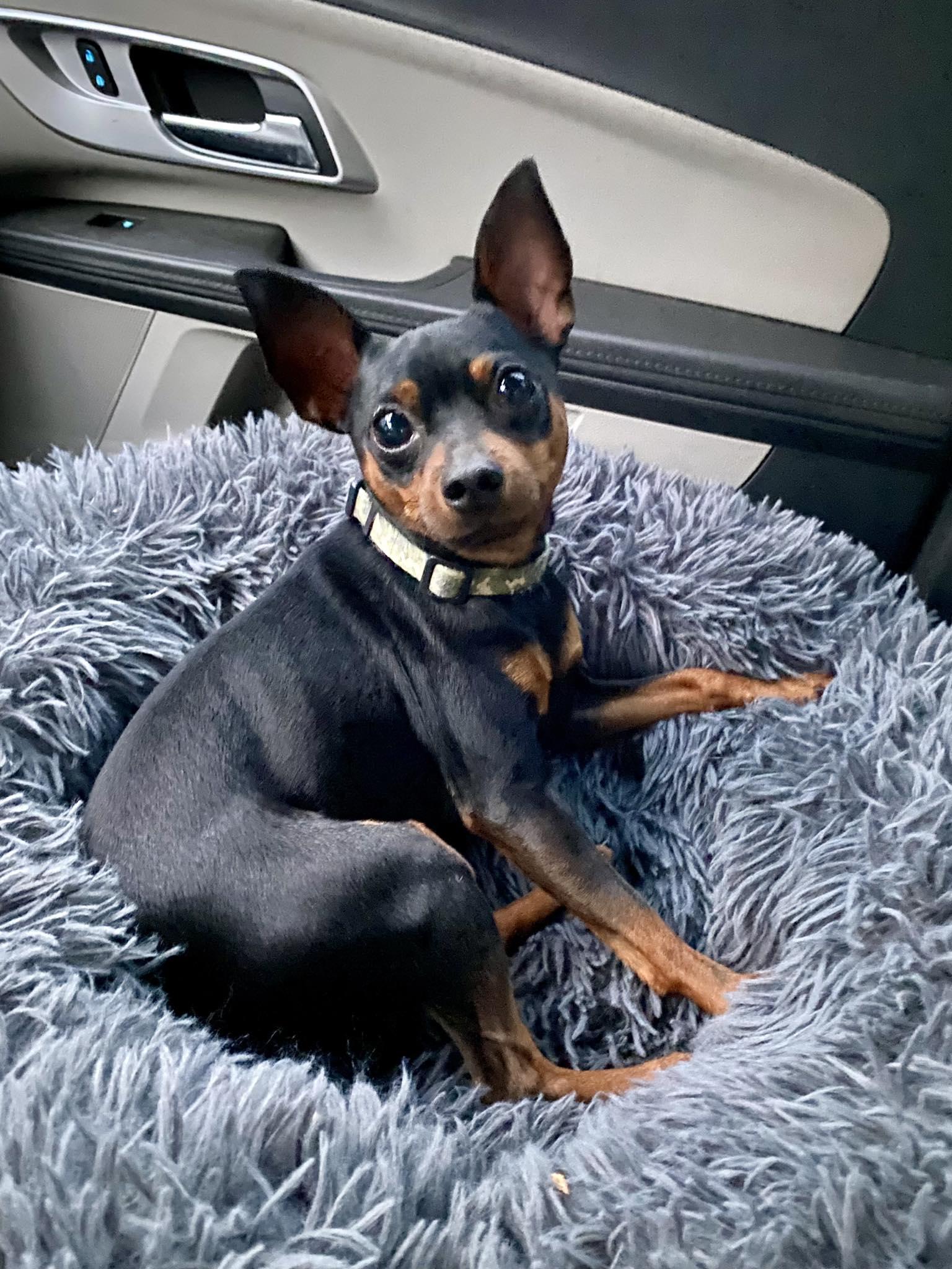 Thor - ADOPTED!, a Adoptable Miniature Pinscher in Houston, TX image 6/6