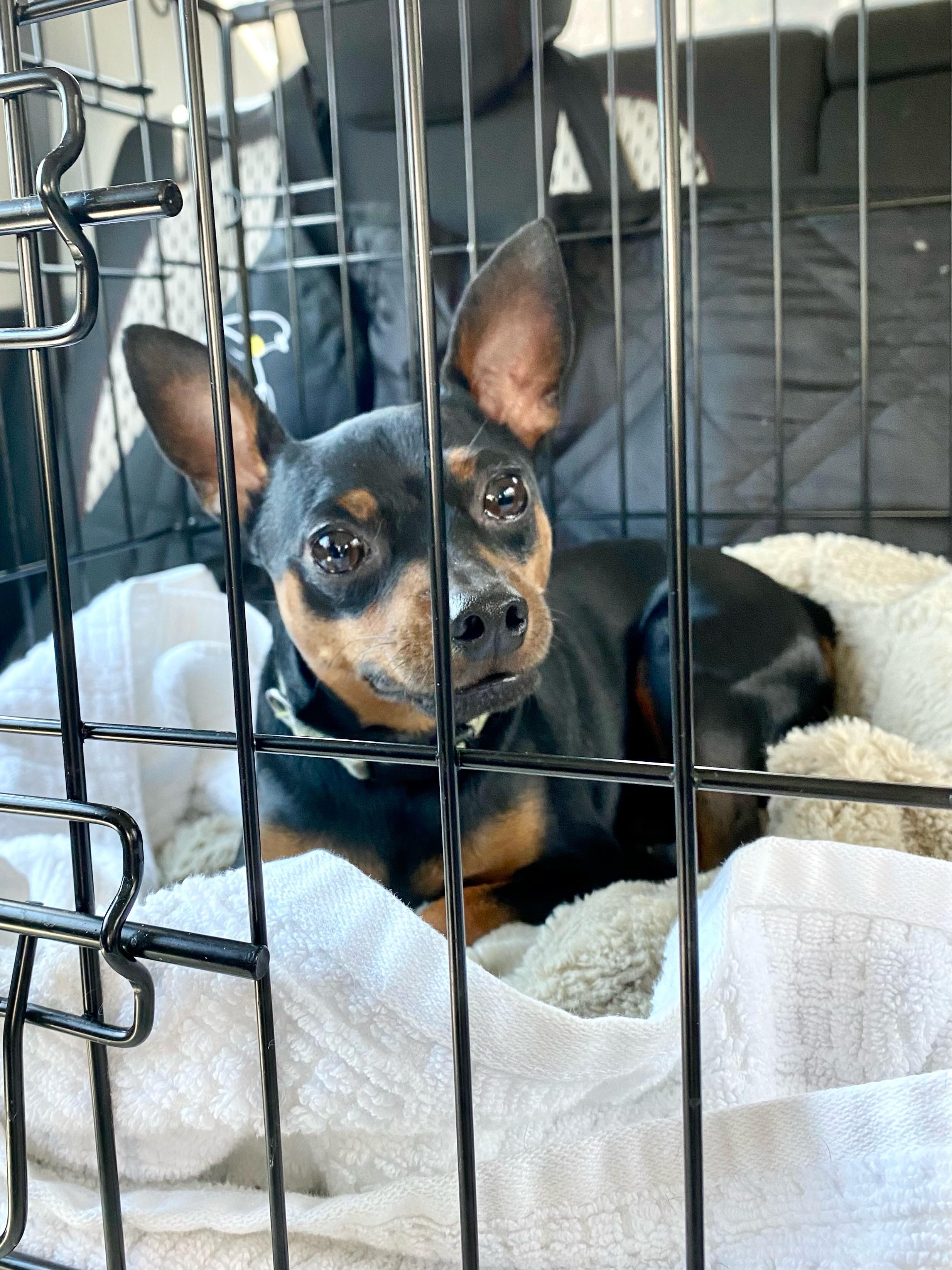 Thor - ADOPTED!, a Adoptable Miniature Pinscher in Houston, TX image 4/6