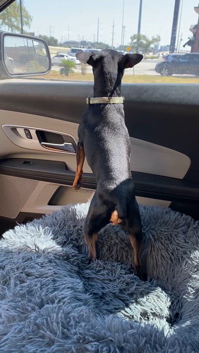 Enlarge Thor - ADOPTED!, a Adoptable Miniature Pinscher in Houston, TX video 5/6