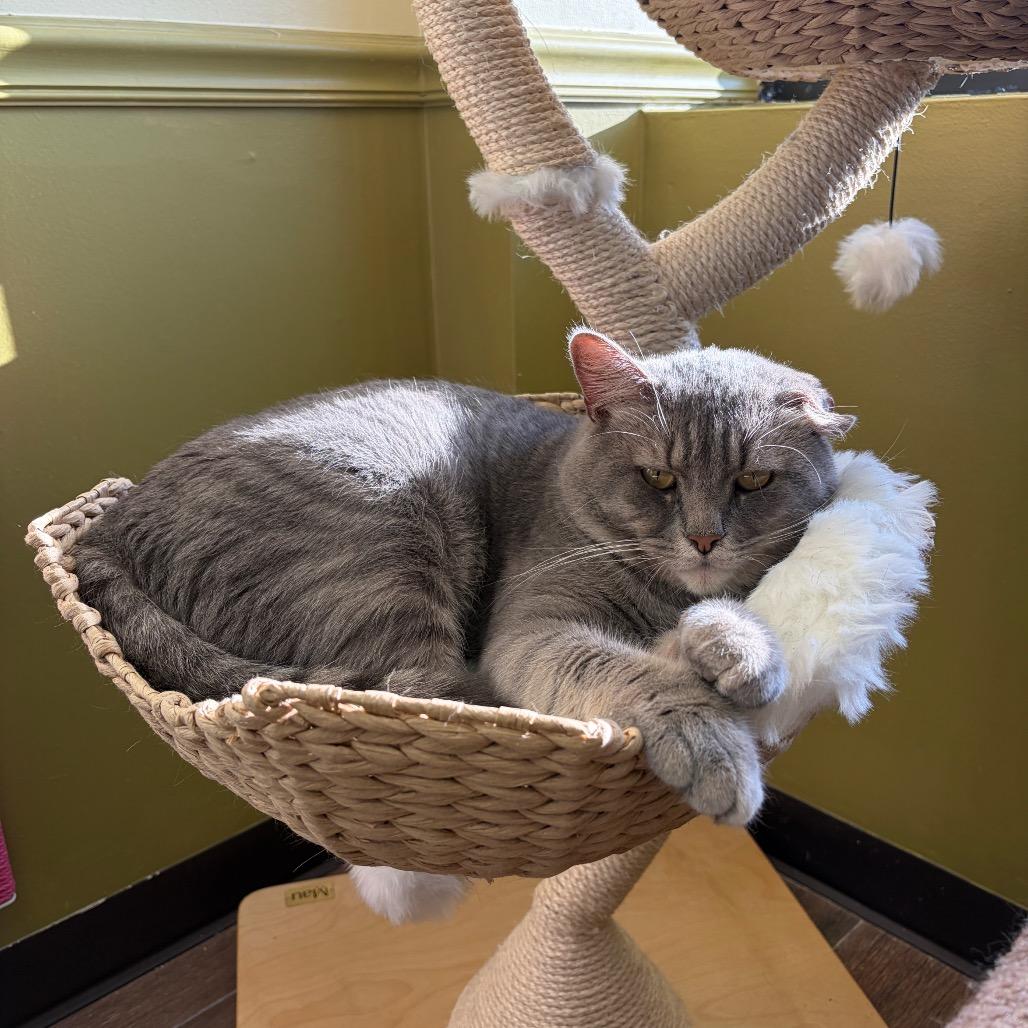 Outlaw, Adoptable, Adult Male Domestic Short Hair.