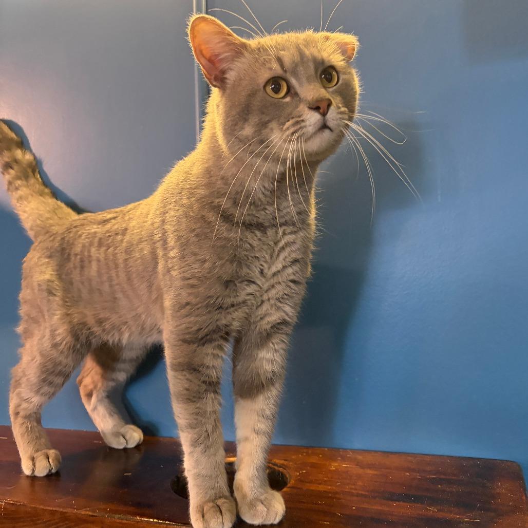 Outlaw, Adoptable, Adult Male Domestic Short Hair.