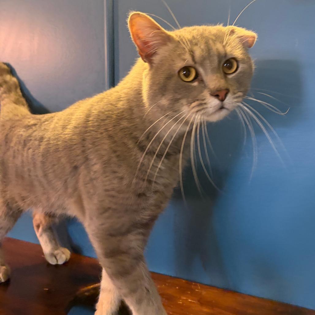 Enlarge Outlaw, a Adoptable Domestic Short Hair in Bloomington, IL image 3/4