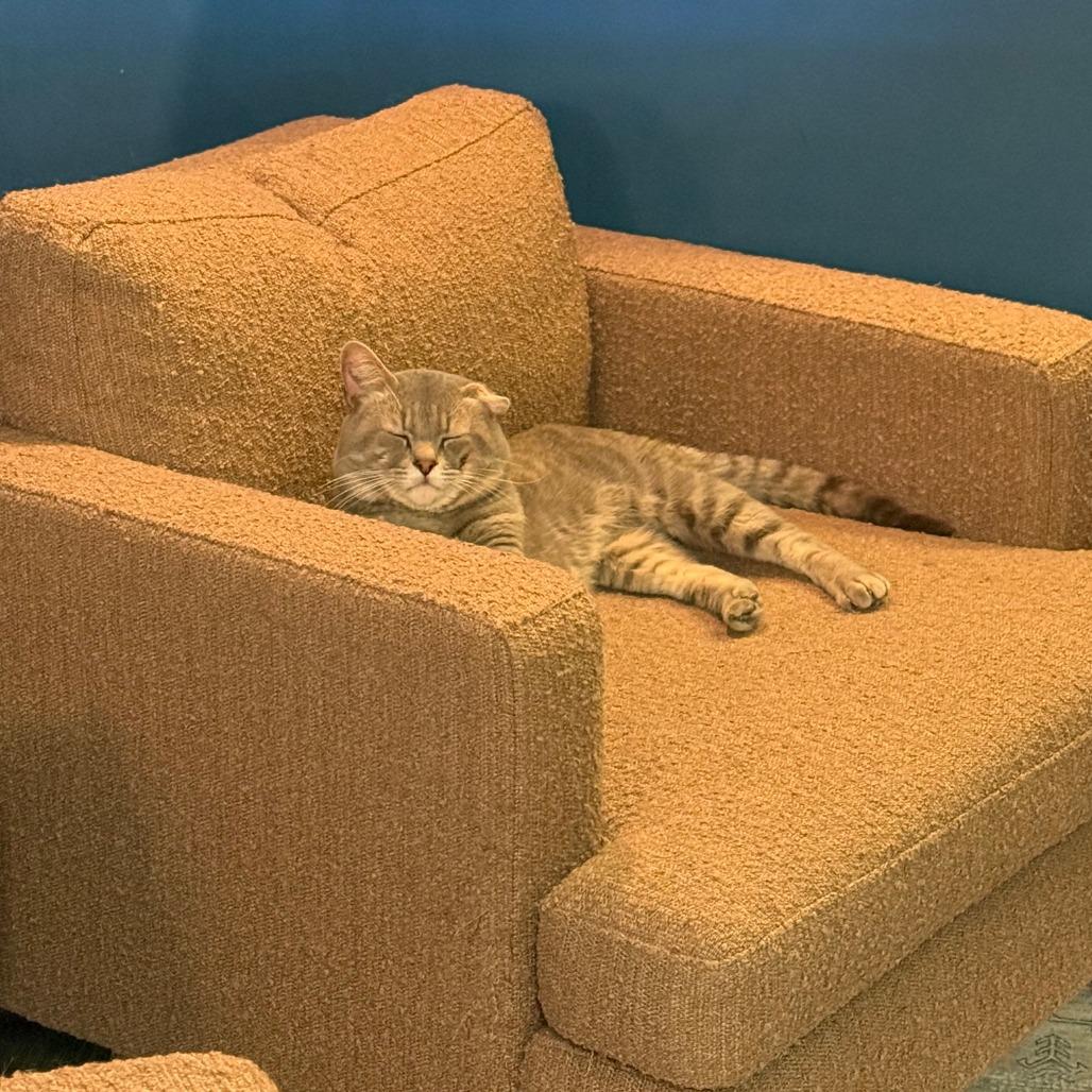 Enlarge Outlaw, a Adoptable Domestic Short Hair in Bloomington, IL image 4/4