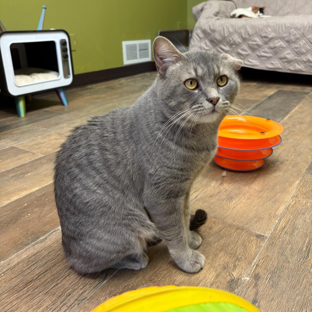 Outlaw, a Adoptable Domestic Short Hair in Normal, IL image 4/6
