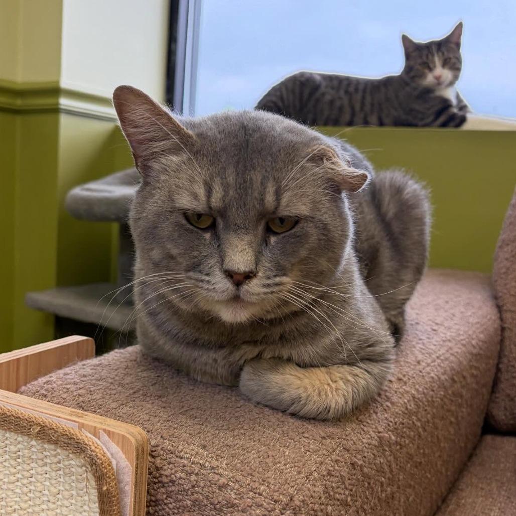 Enlarge Outlaw, a Adoptable Domestic Short Hair in Bloomington, IL image 5/5