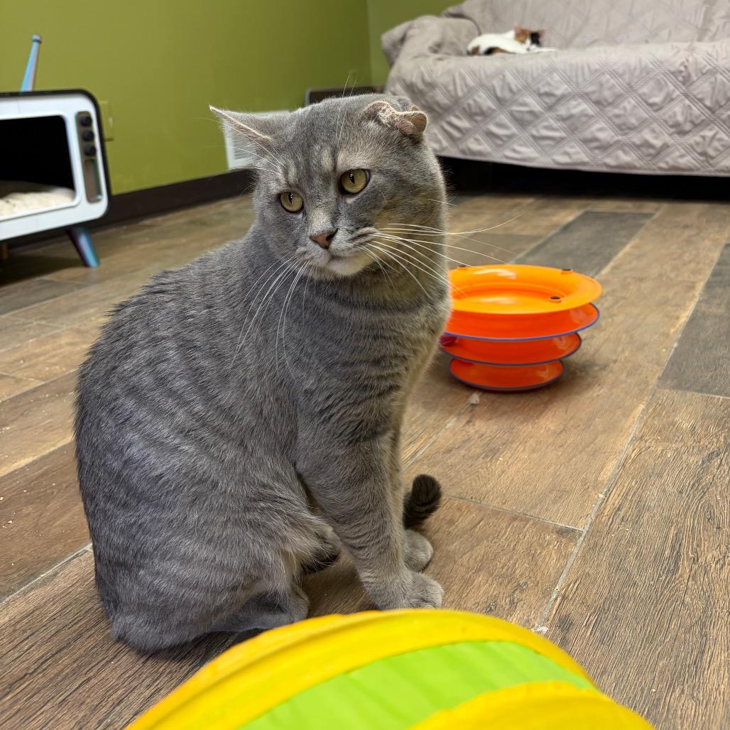 Outlaw, a Adoptable Domestic Short Hair in Normal, IL image 6/6