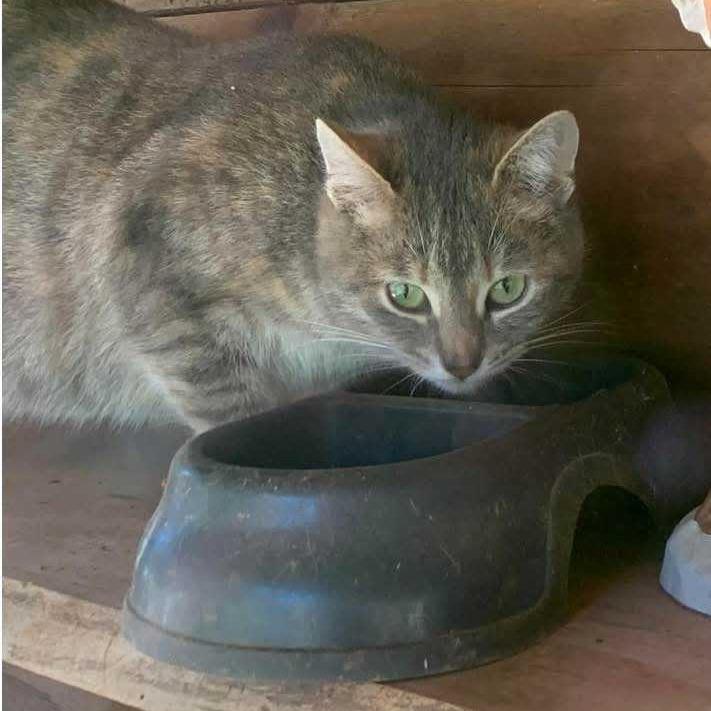 Scarlett, Adoptable, Kitten Female Domestic Medium Hair.