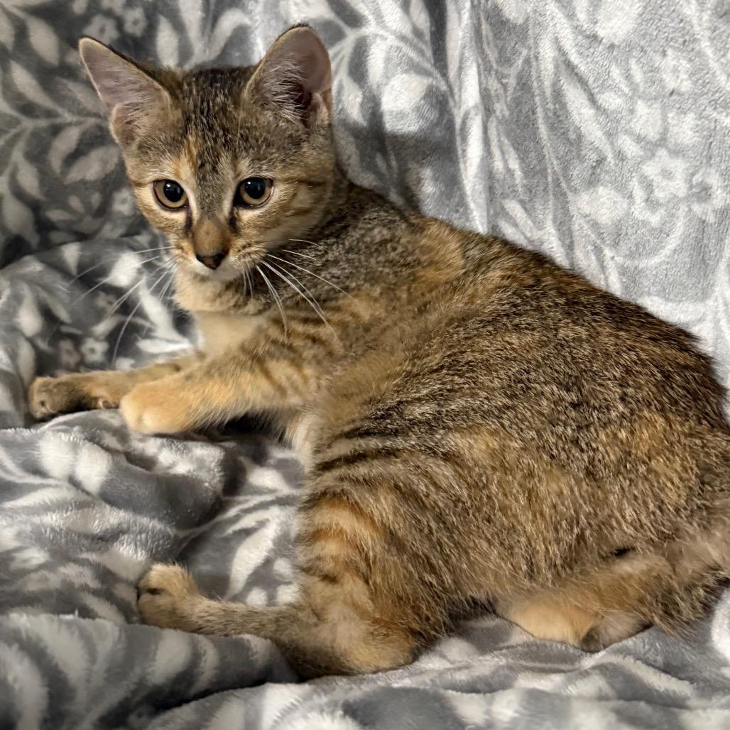 Stella, Adoptable, Kitten Female Domestic Short Hair.