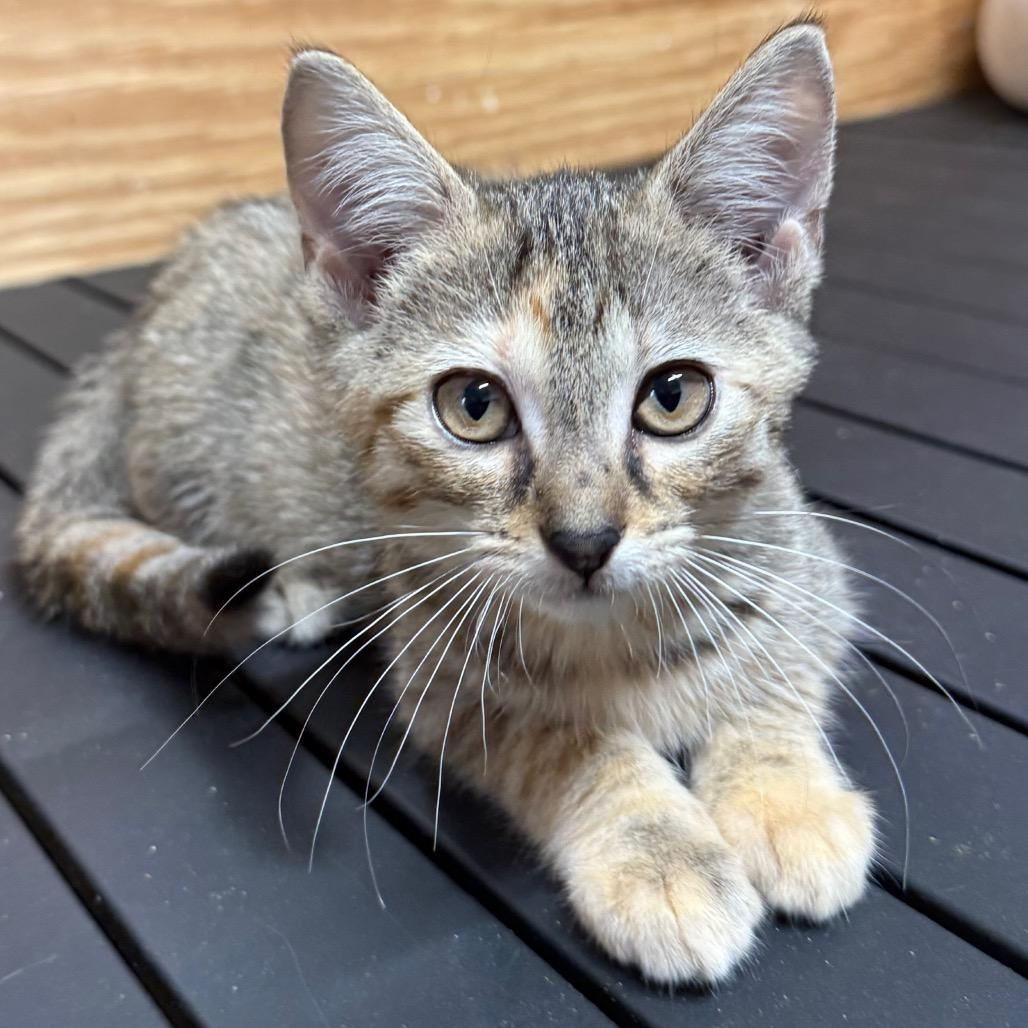 Enlarge Stella, a Adoptable Domestic Short Hair in Booneville, AR image 2/3