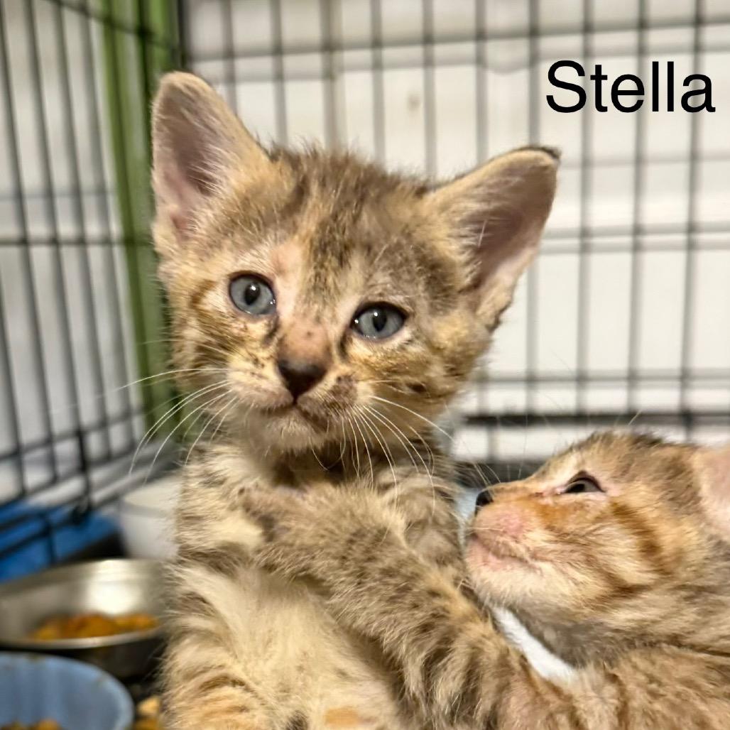 Enlarge Stella, a Adoptable Domestic Short Hair in Booneville, AR image 3/3