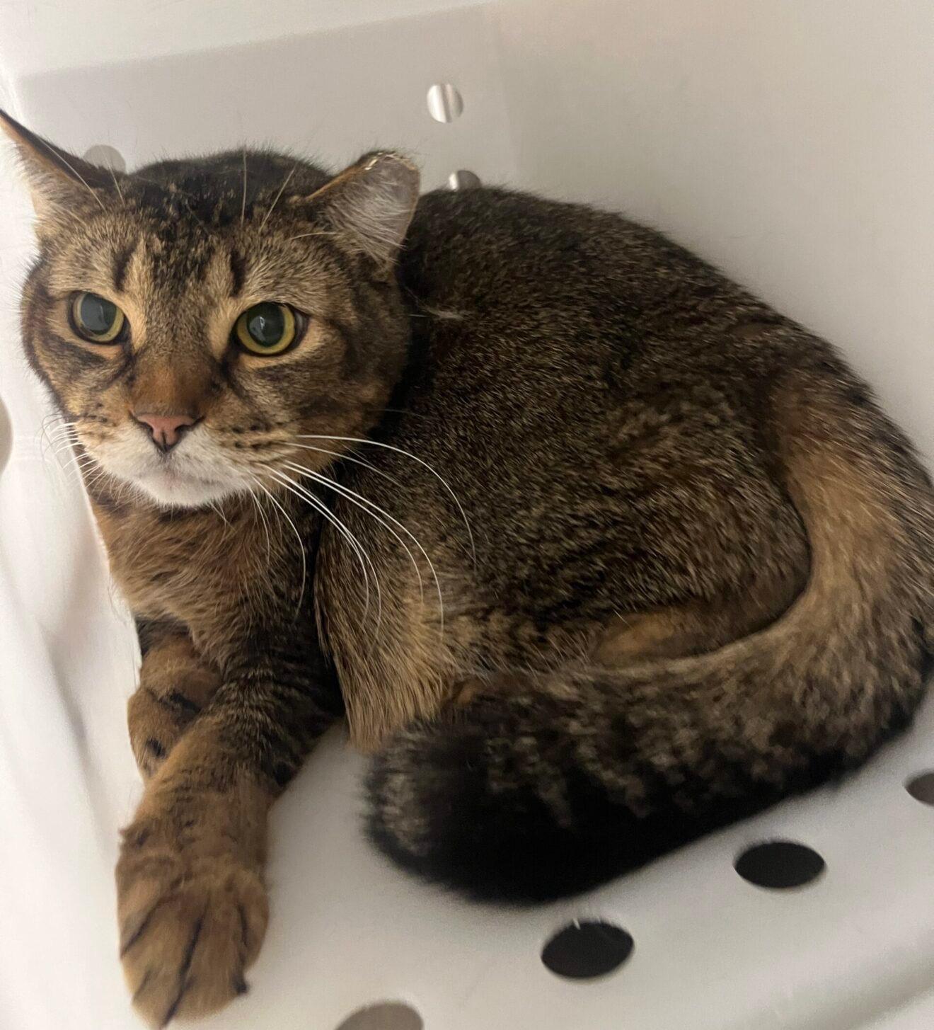 Enlarge Jack, a Adopted Domestic Short Hair in Boucherville, QC image 1/3