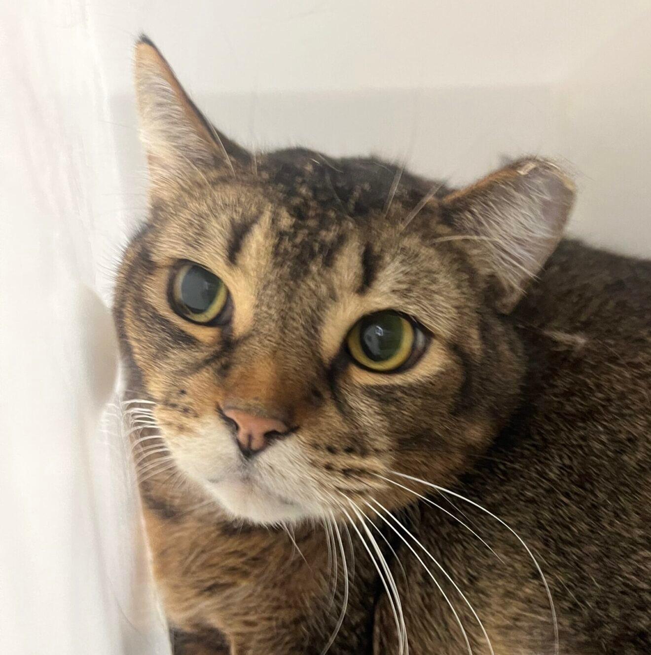 Enlarge Jack, a Adopted Domestic Short Hair in Boucherville, QC image 2/3