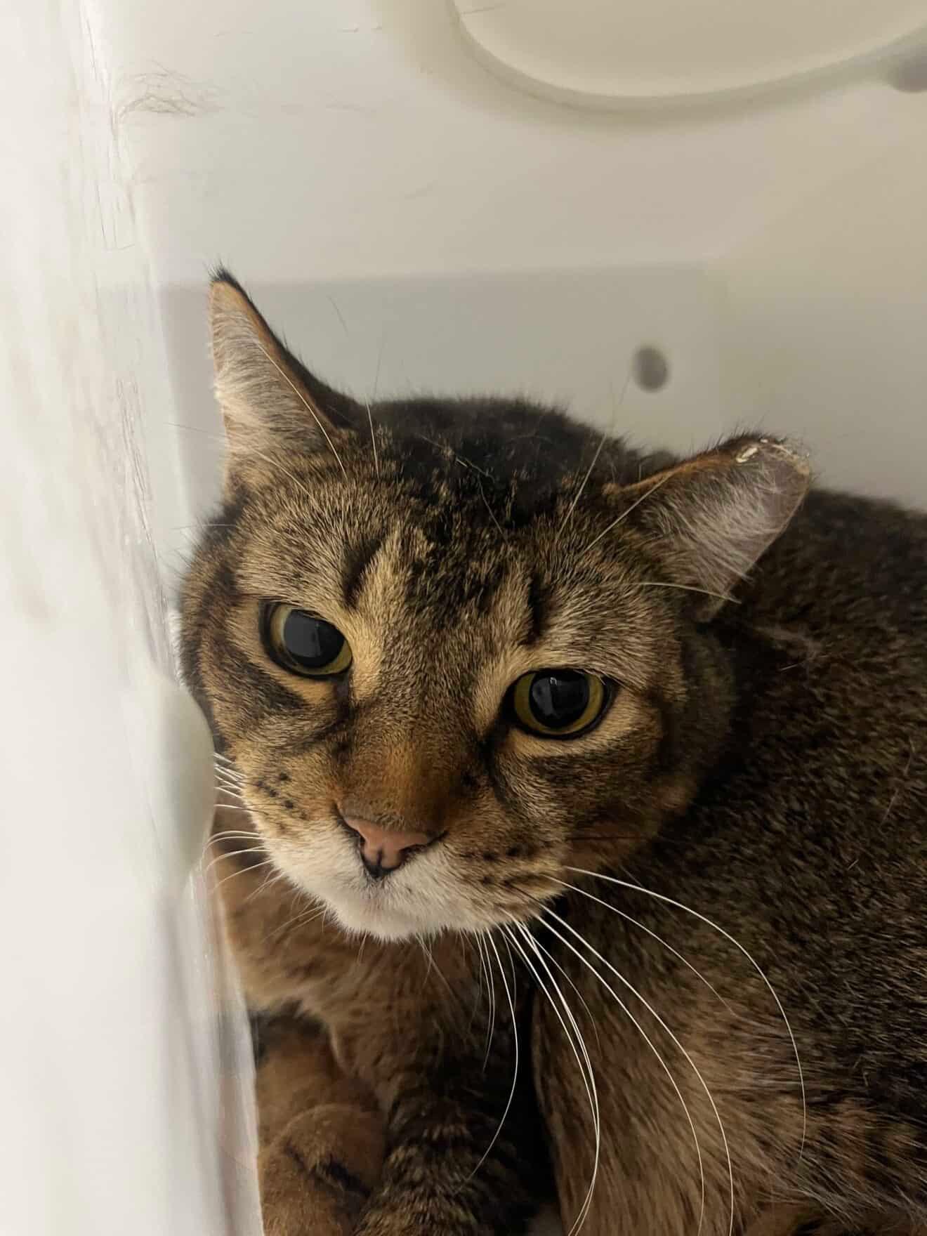 Enlarge Jack, a Adopted Domestic Short Hair in Boucherville, QC image 3/3