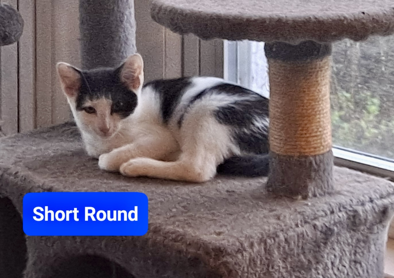 Enlarge Short Round, a Adoptable Domestic Short Hair in Brick, NJ image 1/1