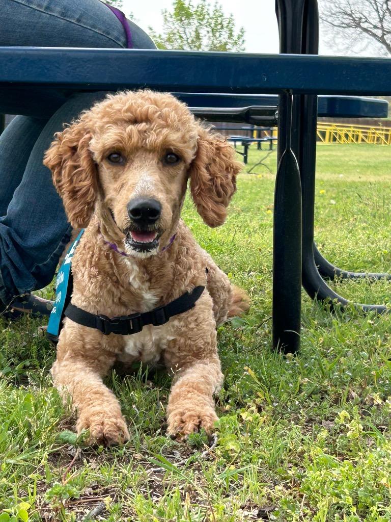 Theo, Adopted, Adult Male Poodle & Golden Retriever.