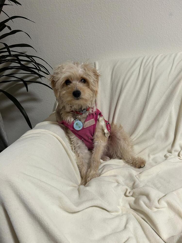 Rachel, Adoptable, Young Female Poodle.