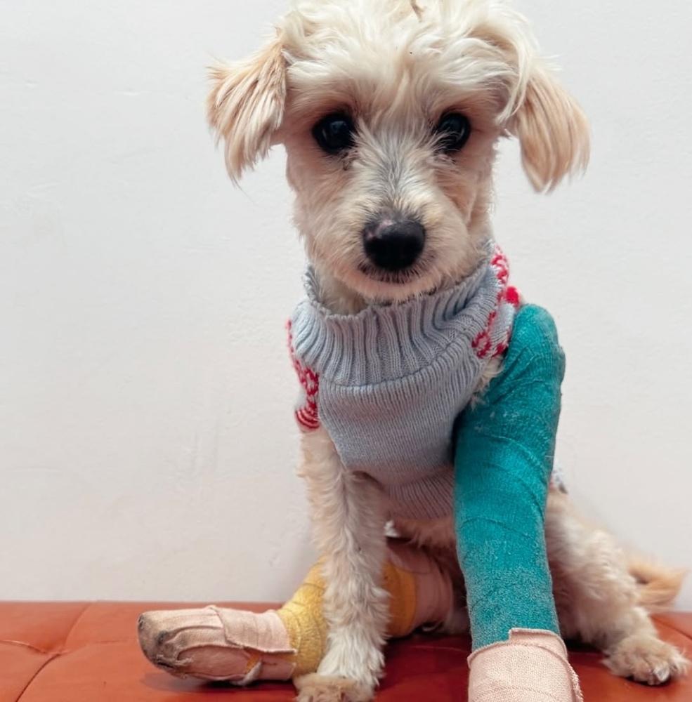 Enlarge Rachel, a Adoptable mixed breed in St. Petersburg, FL image 2/6