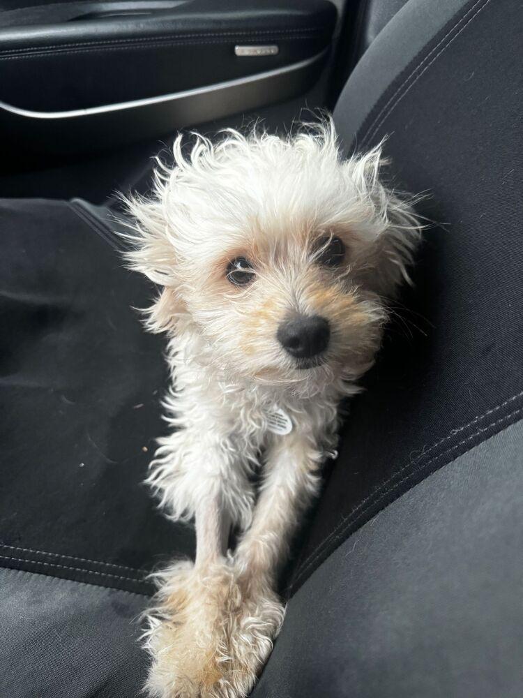 Enlarge Rachel, a Adoptable mixed breed in St. Petersburg, FL image 3/6