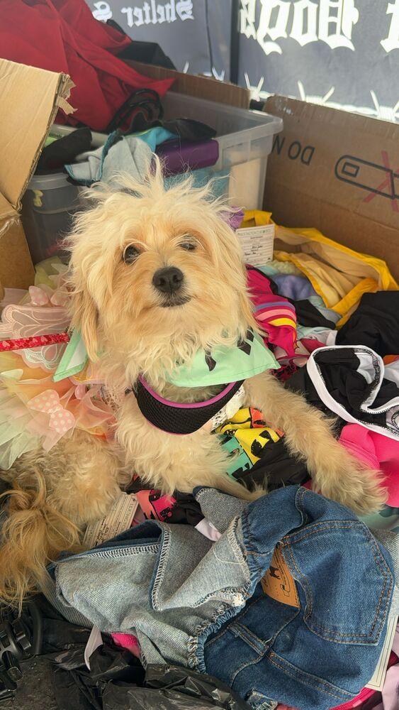 Enlarge Rachel, a Adoptable mixed breed in St. Petersburg, FL image 4/6