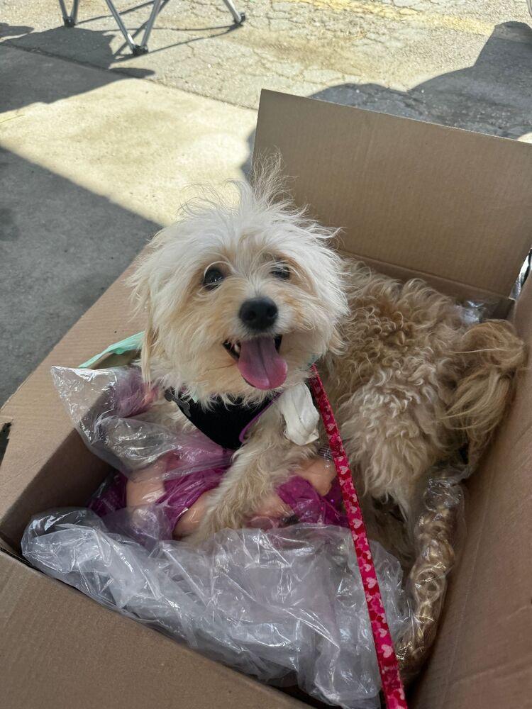 Enlarge Rachel, a Adoptable mixed breed in St. Petersburg, FL image 5/6