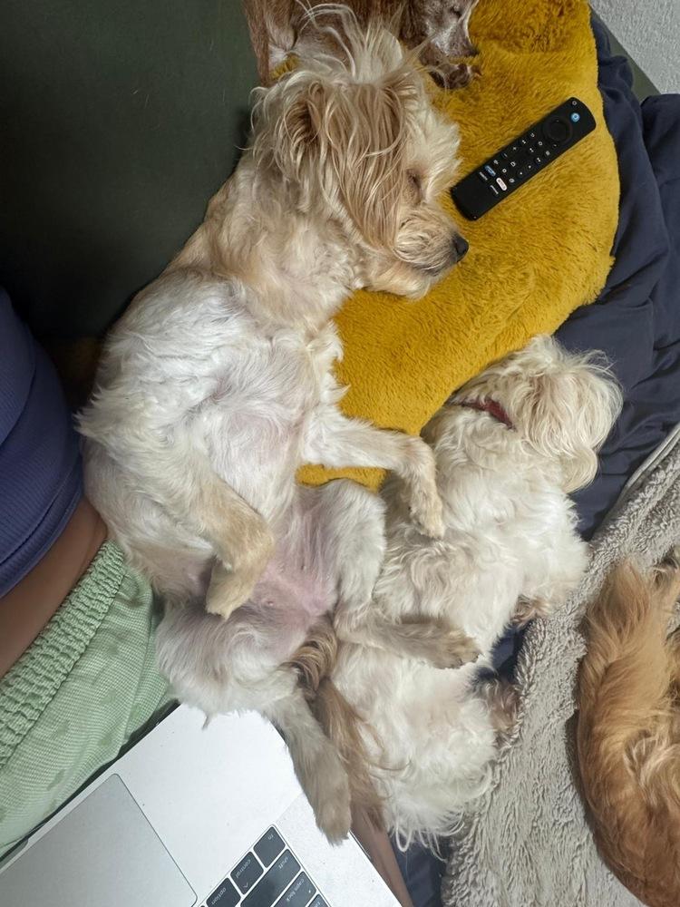 Enlarge Rachel, a Adoptable mixed breed in St. Petersburg, FL image 6/6