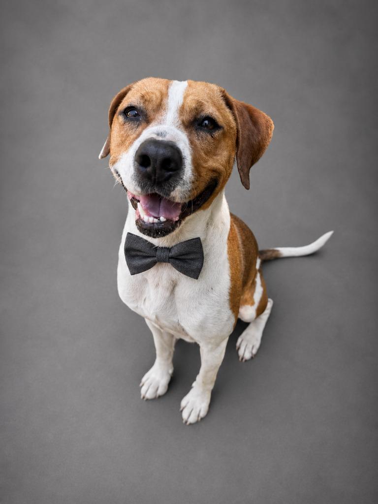 Chase, Adoptable, Young Male Hound.