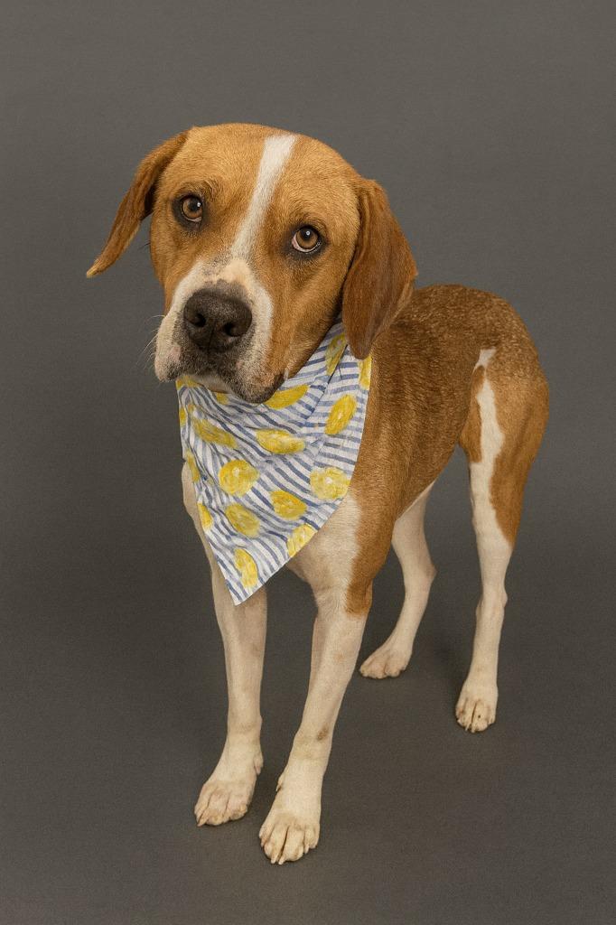 Chase, Adoptable, Young Male Hound.