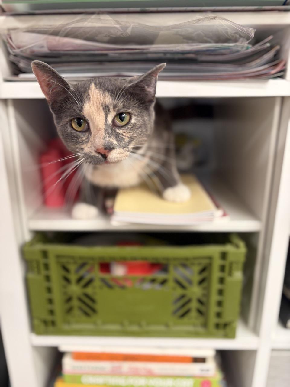 Gorgeous Gigi, an adopted Domestic Short Hair in New York, NY image 6/6