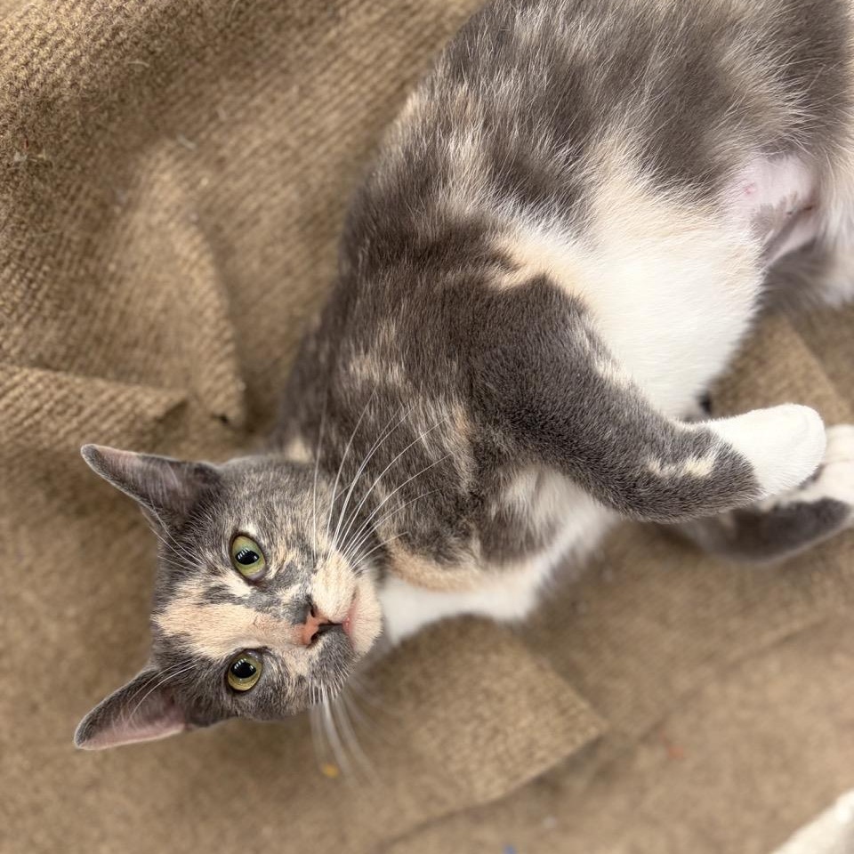 Gorgeous Gigi, an adopted Domestic Short Hair in New York, NY image 4/6
