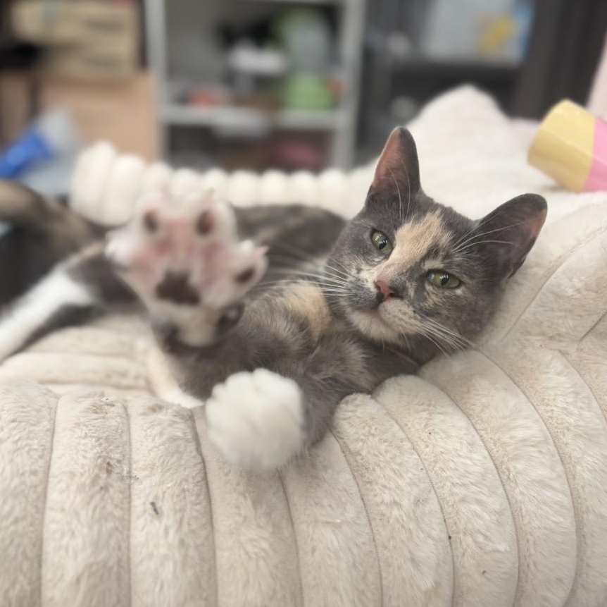 Gorgeous Gigi, an adopted Domestic Short Hair in New York, NY image 1/6