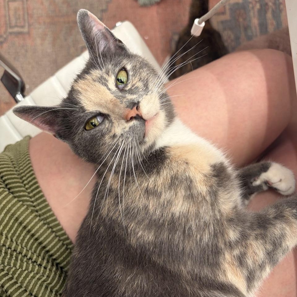 Gorgeous Gigi, an adopted Domestic Short Hair in New York, NY image 2/6