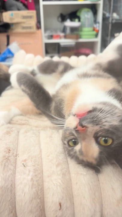 Enlarge Gorgeous Gigi, an adopted Domestic Short Hair in New York, NY video 3/6