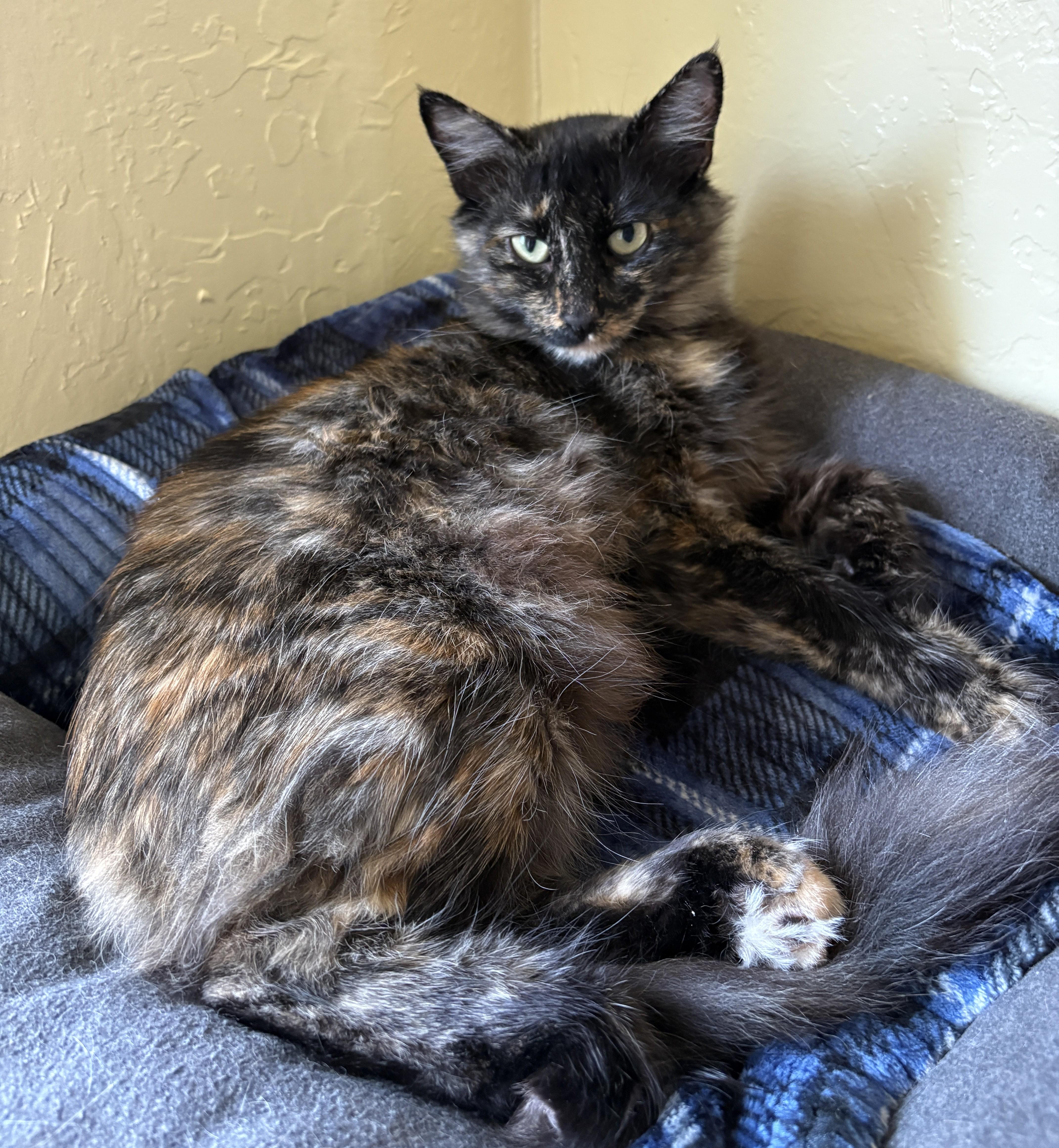 Enlarge CALI, a Adoptable Domestic Medium Hair in Prescott, AZ image 4/6