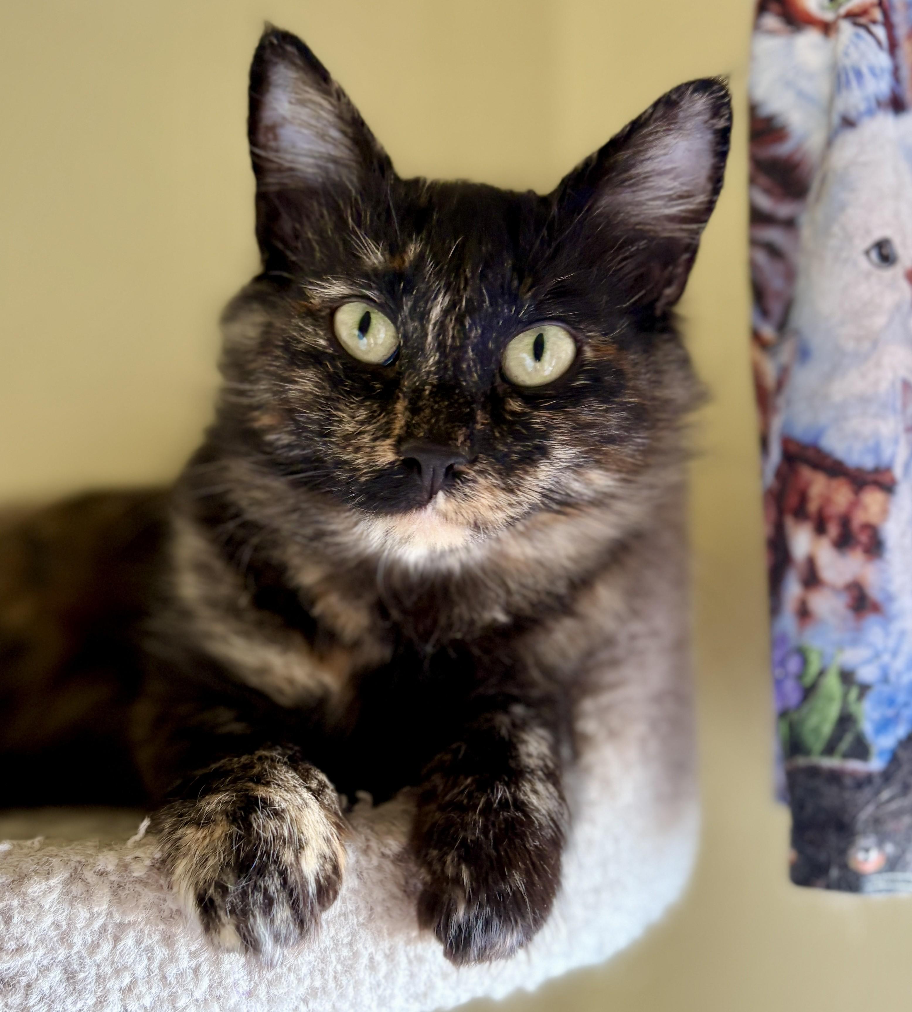 Enlarge CALI, a Adoptable Domestic Medium Hair in Prescott, AZ image 1/6