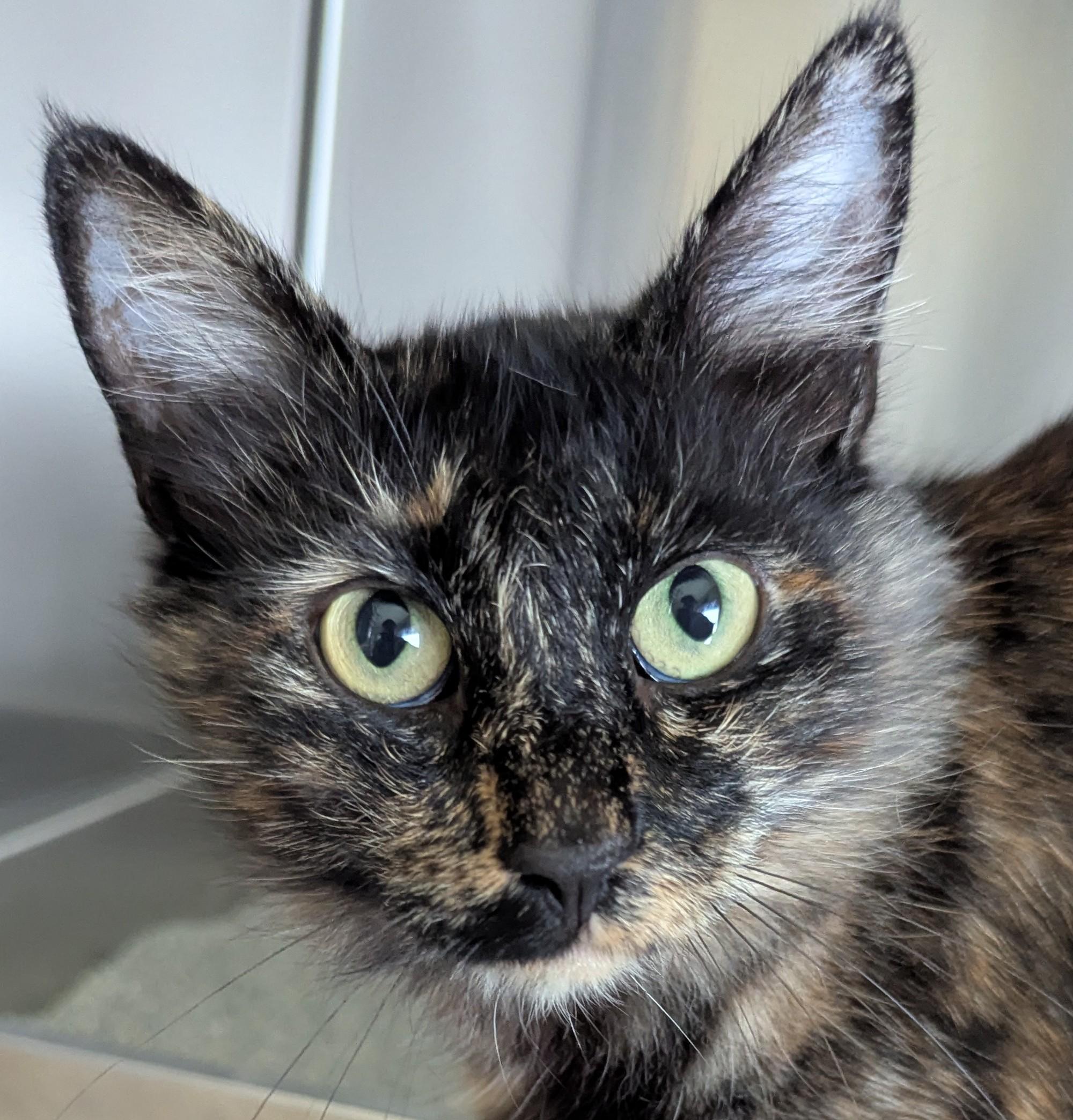 Enlarge CALI, a Adoptable Domestic Medium Hair in Prescott, AZ image 5/6