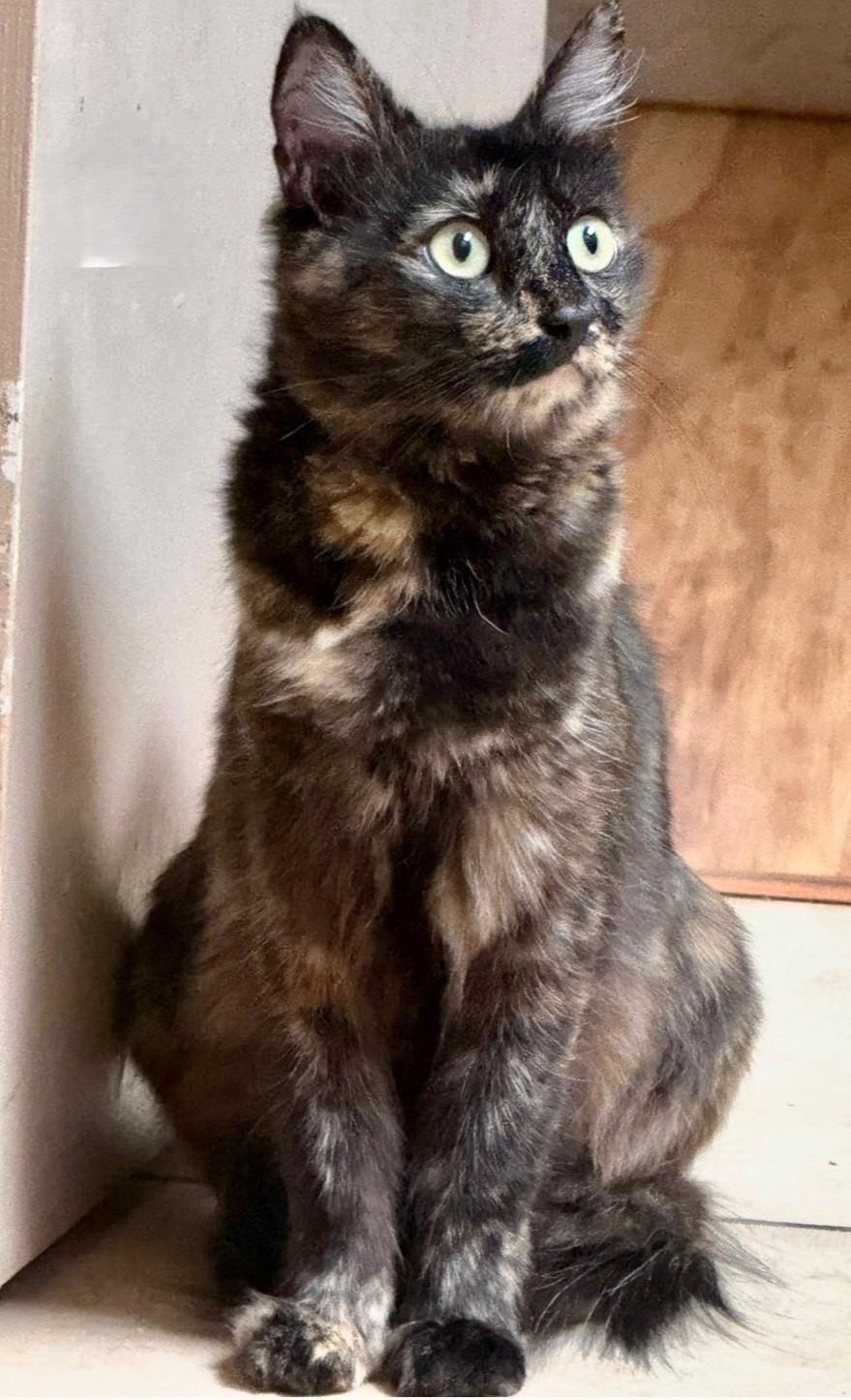 Enlarge CALI, a Adoptable Domestic Medium Hair in Prescott, AZ image 2/6