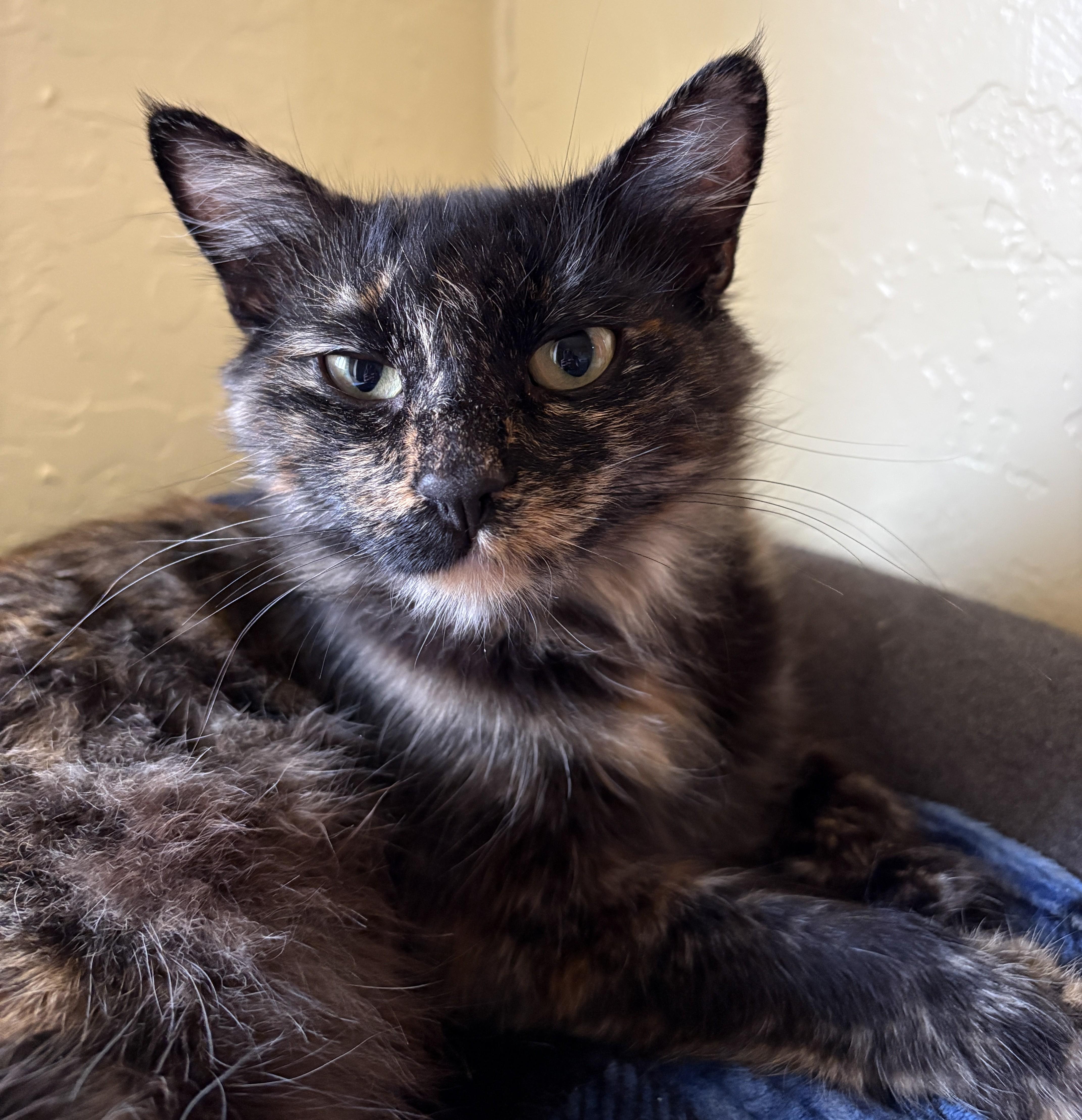 Enlarge CALI, a Adoptable Domestic Medium Hair in Prescott, AZ image 3/6