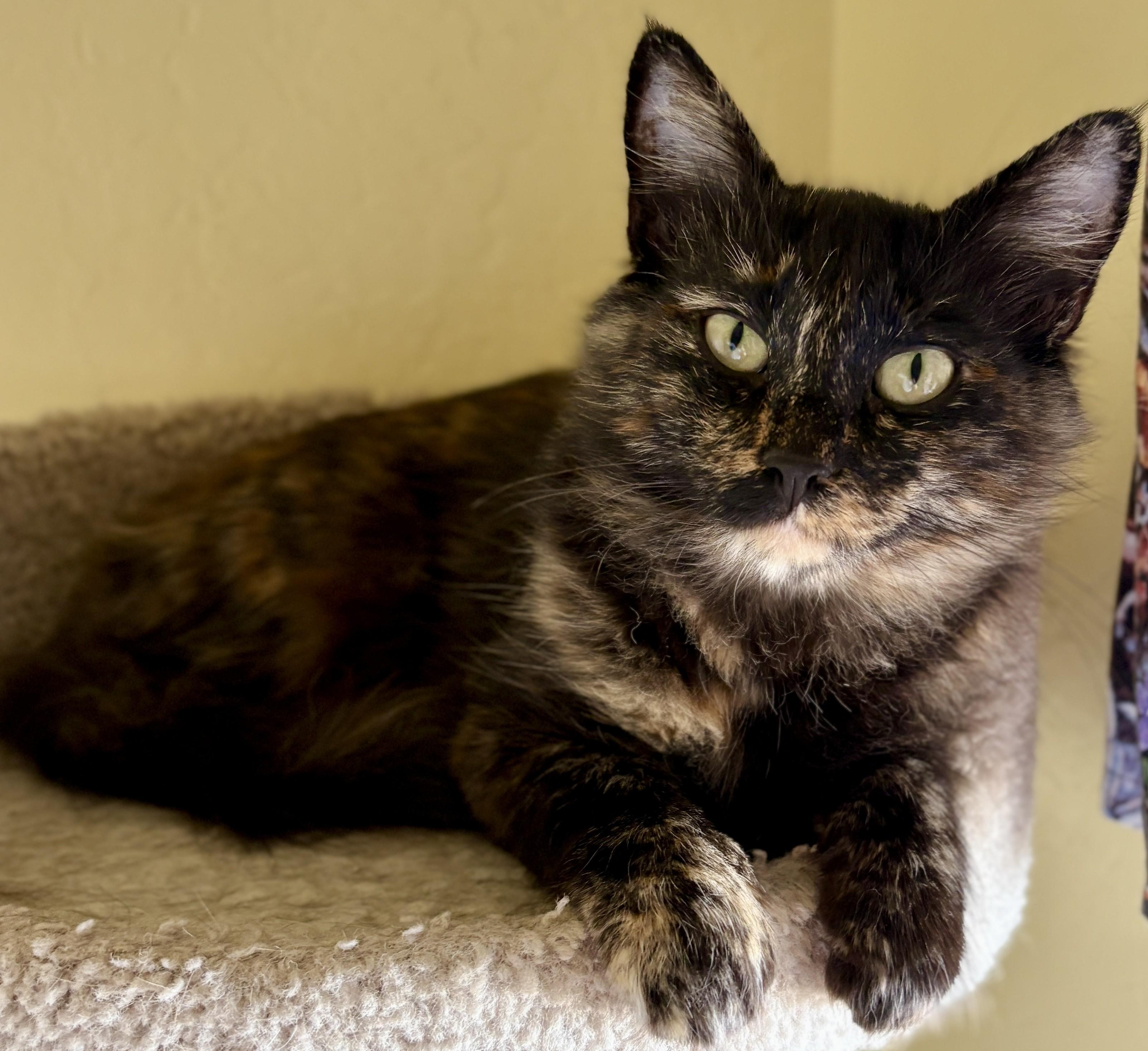 Enlarge CALI, a Adoptable Domestic Medium Hair in Prescott, AZ image 6/6