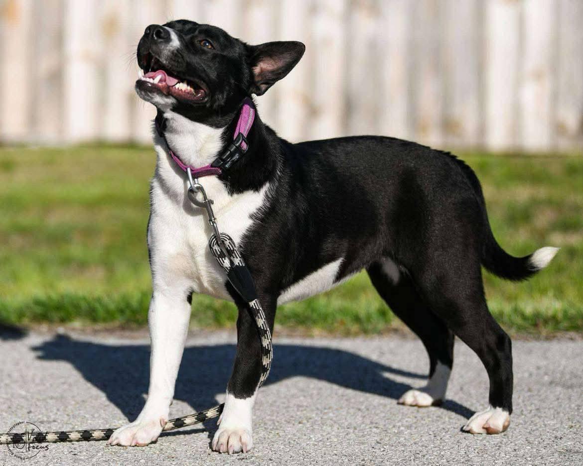 Selena, Adopted, Adult Female Cardigan Welsh Corgi & Border Collie.